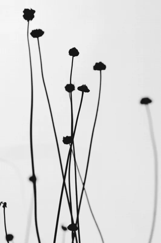 a black and white photo of a bunch of flowers