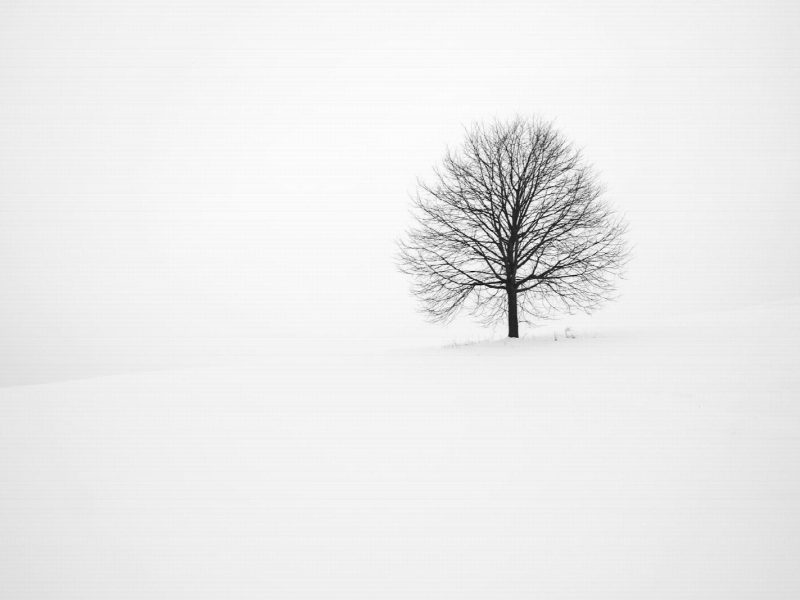 withered tree surrounded with snow during daytime